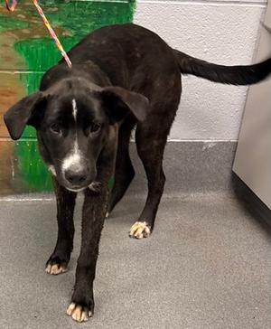 61091144, Golden Retriever Mix, young, available for adoption