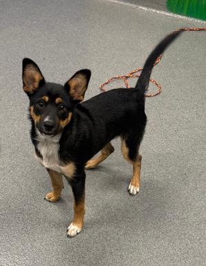 61499145, German Shepherd Dog Mix, young, available for adoption