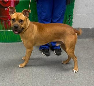 61728070, Pit Bull Terrier Mix, adult, available for adoption
