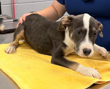 61214097, Pit Bull Terrier Mix, puppy, available for adoption