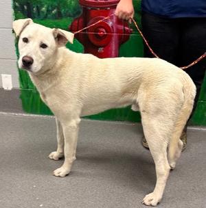 61061929, Labrador Retriever Mix, adult, available for adoption