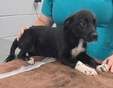 61237390, Border Collie Mix, puppy, available for adoption