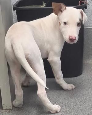A white puppy with a pink nose and brown ears standing on a gray surface.