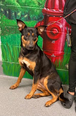 61058635, German Shepherd Dog Mix, young, available for adoption
