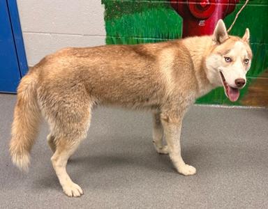 61500930, Alaskan Husky Mix, adult, available for adoption