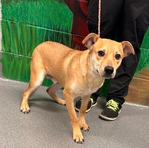 60976991, Golden Retriever Mix, puppy, available for adoption