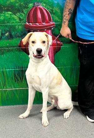 61571256, Golden Retriever Mix, adult, available for adoption