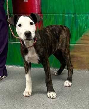 61707763, Pit Bull Terrier Mix, puppy, available for adoption