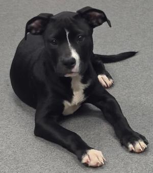 A black and white dog lying on a gray carpet.