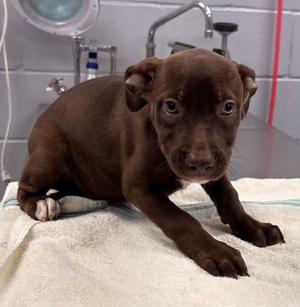 61619561, Pit Bull Terrier Mix, puppy, available for adoption