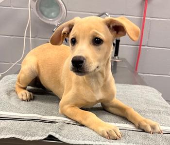 61659430, Labrador Retriever Mix, puppy, available for adoption