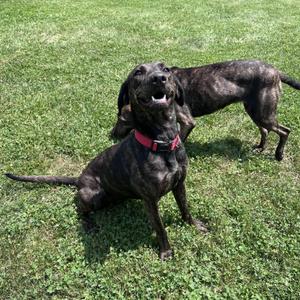 Cappuccino, Hound, adult, available for adoption