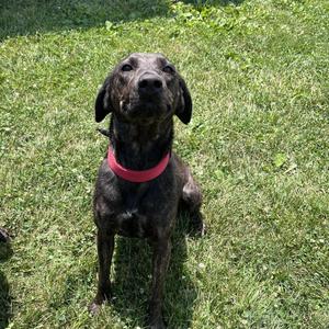 Cappuccino, Hound, adult, available for adoption