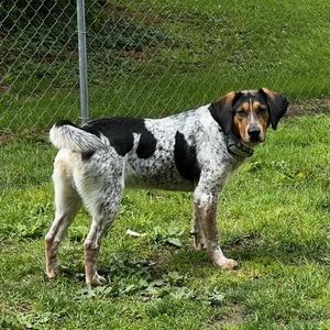 Jaxx - In Foster, Hound, adult, available for adoption