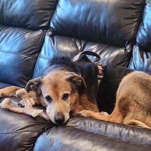Aztec, German Shepherd Dog / Retriever, adult, available for adoption