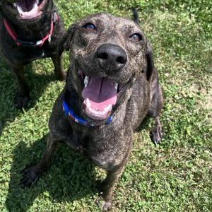 Macchiato, Hound, adult, available for adoption