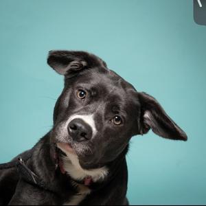 Bear, Black Labrador Retriever / American Staffordshire Terrier, adult, available for adoption