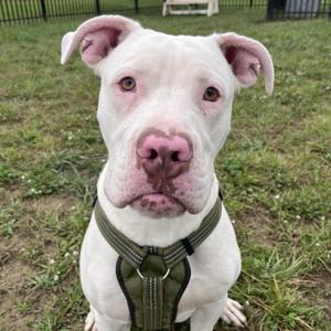 Ghost, Terrier / Cane Corso, young, available for adoption