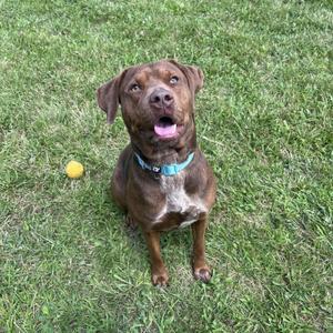 A brown dog with a blue collar sitting on grass, looking up with its mouth open.