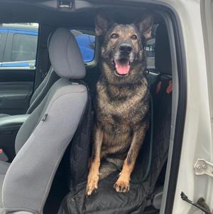 Comet, Dutch Shepherd, adult, available for adoption