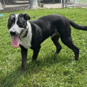 Echo, Cattle Dog / Husky, young, available for adoption