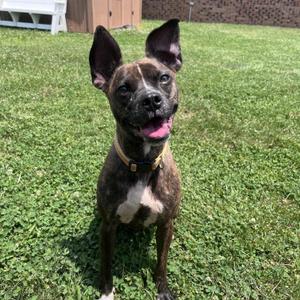 Servatti, Staffordshire Bull Terrier, adult, available for adoption