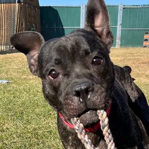 Blue, Terrier, adult, available for adoption