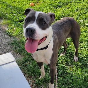 Hawk, Terrier, adult, available for adoption