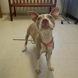 a light-colored dog with large ears wearing a pink collar standing on a tiled floor