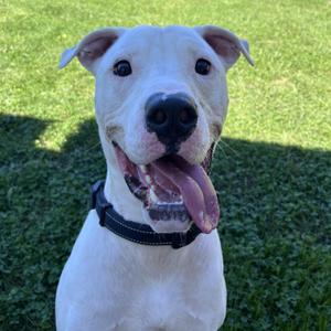 Amos, Terrier, adult, available for adoption