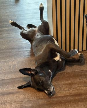Clove, Great Dane / Husky, adult, available for adoption