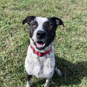 Anjeria, Cattle Dog, adult, available for adoption