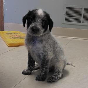 a black and white puppy sitting on a tiled floor