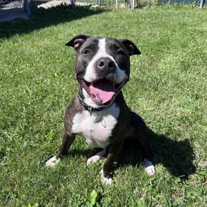 Ennis, Terrier, adult, available for adoption