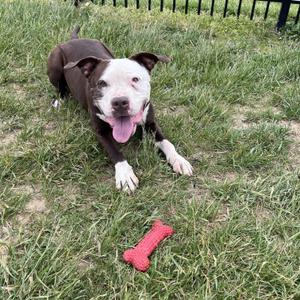 A brown and white dog is lying on the grass with a red bone toy in front of it.