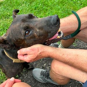 Ace, Mixed Breed, adult, available for adoption