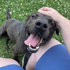 Ace, Mixed Breed, adult, available for adoption