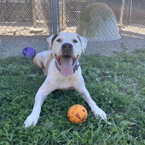 A happy white dog with a pink tongue sticking out, lying on green grass with a yellow ball and a purple ball nearby.