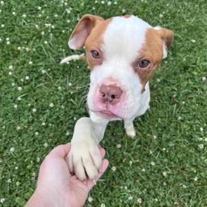 Elmer, Boxer, adult, available for adoption
