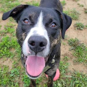 Scampi, Black Labrador Retriever / Hound, adult, available for adoption