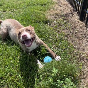 Chrissy, Mixed Breed, adult, available for adoption