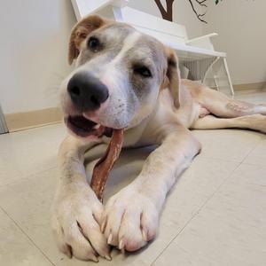 A light-colored dog with floppy ears is lying on a tiled floor, holding a bone in its mouth.
