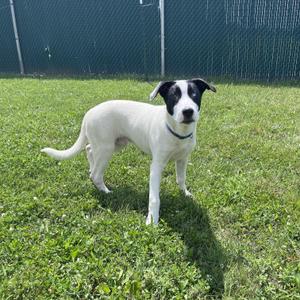 A white dog with black patches on its face and ears stands on a grassy field, wearing a black collar.