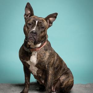 Little Dottie, Terrier, adult, available for adoption