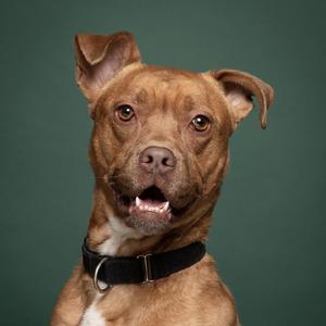 A brown pit bull dog with its mouth open and ears perked up, against a dark green background.