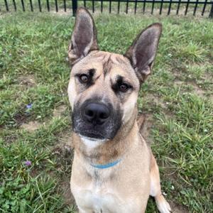 A brown and black dog with pointed ears and a blue collar is sitting on a grassy field.