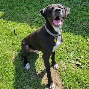 Pacey, Black Labrador Retriever / Boxer, adult, available for adoption