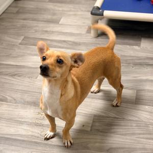 PAOLO, Chihuahua, adult, available for adoption