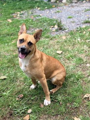 A brown and white dog sitting on grass, looking up with its mouth open and tongue out.