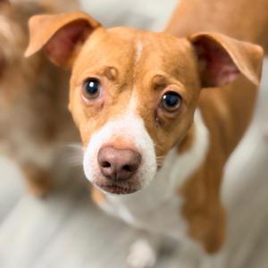 NALA, Beagle, adult, available for adoption